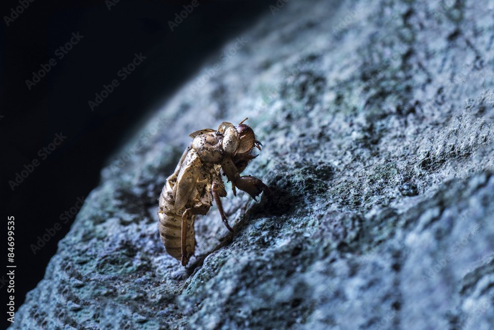 Obraz premium Cicada molt