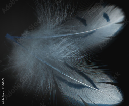 feather on a black background