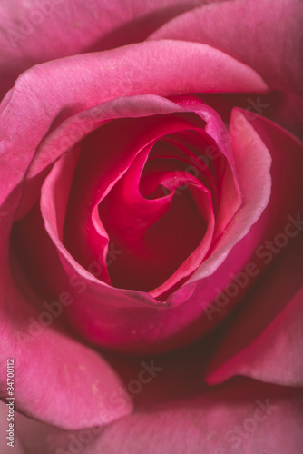 Rose flower macro