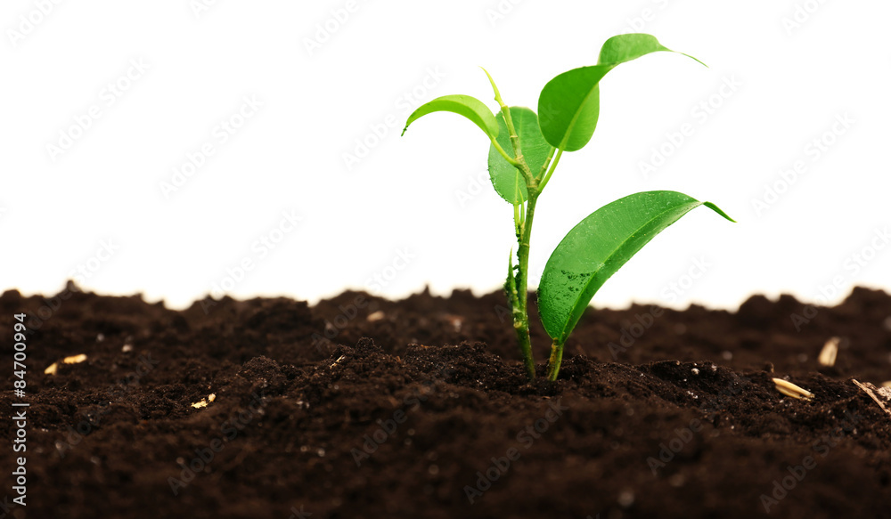 Small green plant in soil isolated on white
