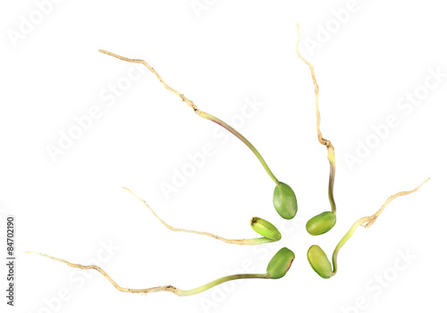 Green bean seedlings isolated on white