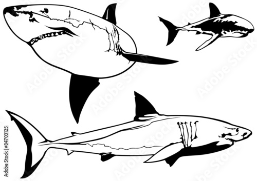 Great White Shark (Carcharo...