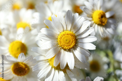 Beautiful bouquet of daisies close up
