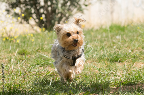 Playful Yorkshire terrier running. 