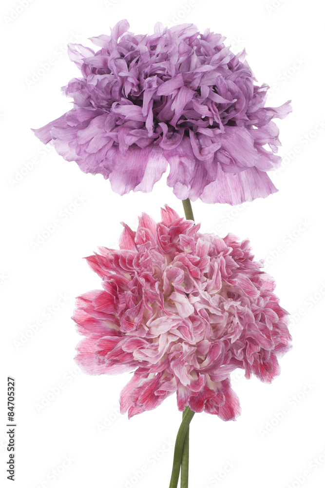 Naklejka premium MAK