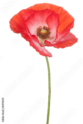 Fototapeta Naklejka Na Ścianę i Meble -  poppy