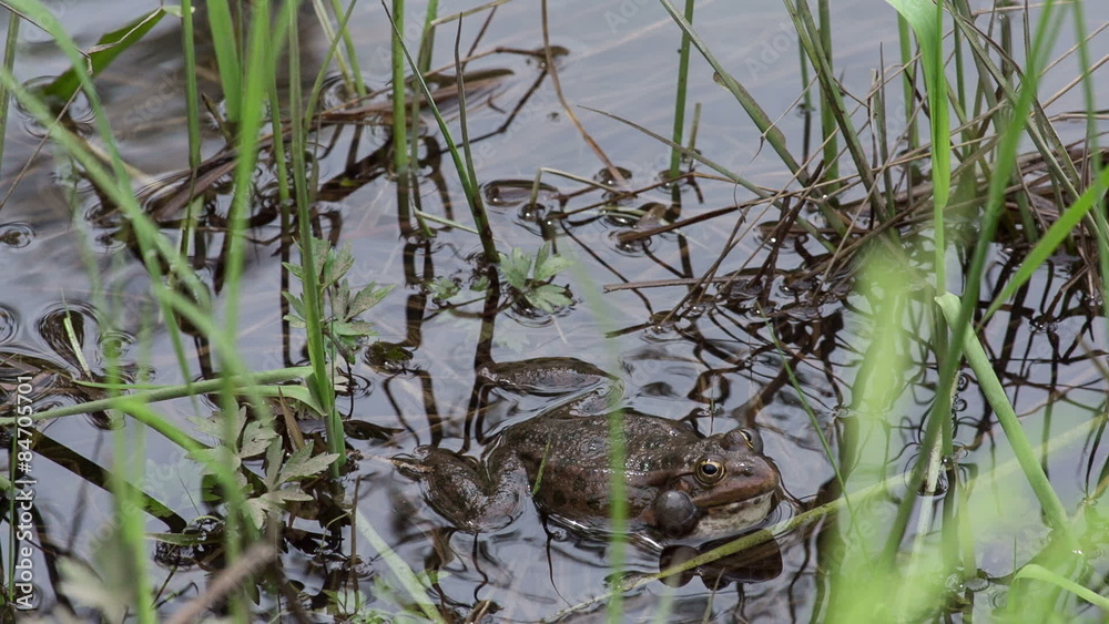 frog in the water among aquatic vegetation
frog in the water among aquatic vegetation
