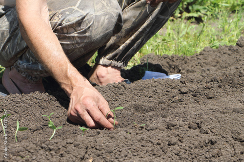 The male hand putting seedling of a cucumber to the earth