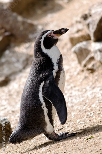 Pinguin (Hochformat)