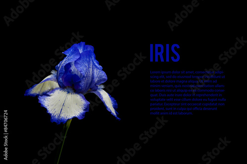 Iris isolated