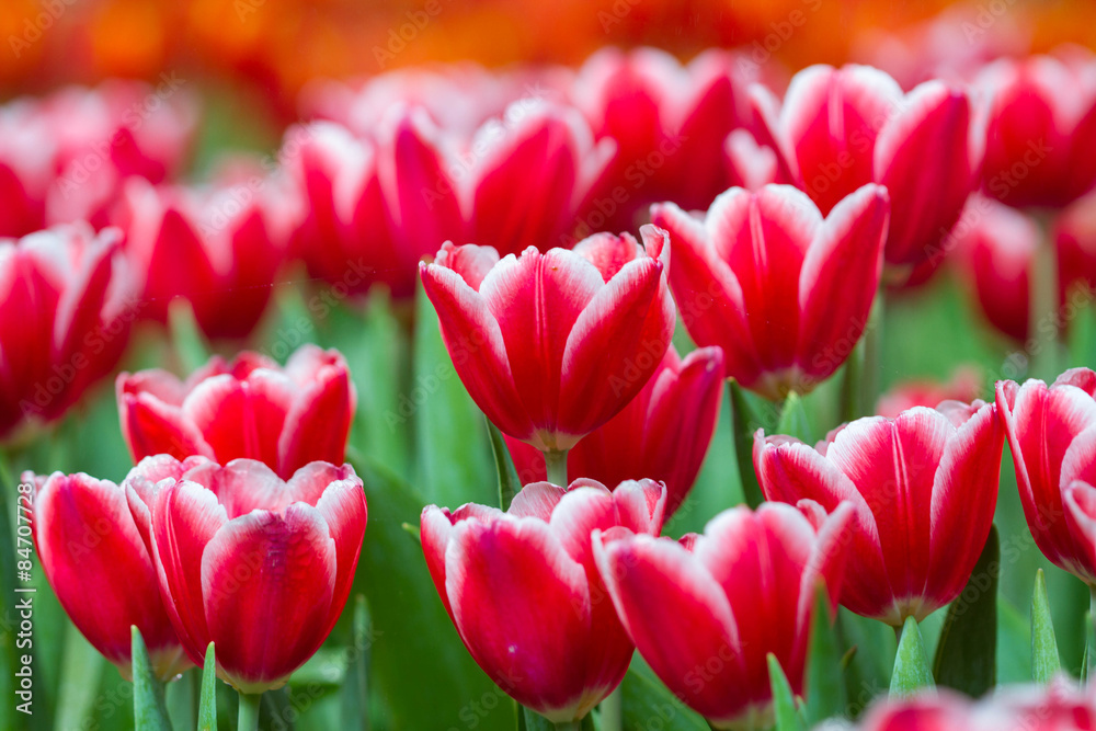 Fototapeta premium Beautiful background of flowers big begonias