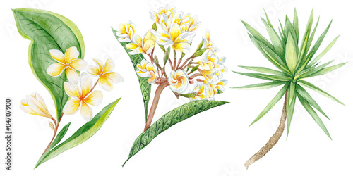 Tropical Plants Watercolor Illustration