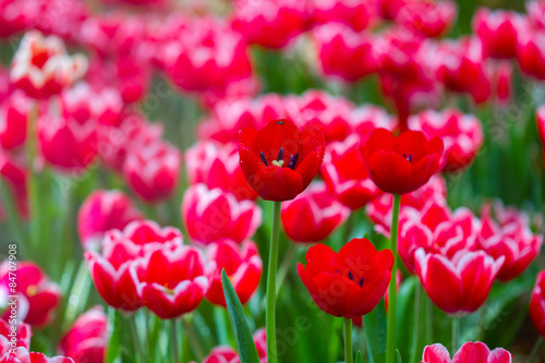 Tulips with bokeh background © pixy_nook