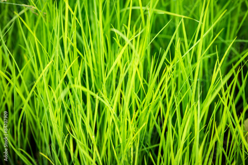 bright green grass background