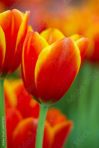 Tulips with bokeh background
