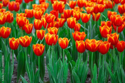 Tulips with bokeh background