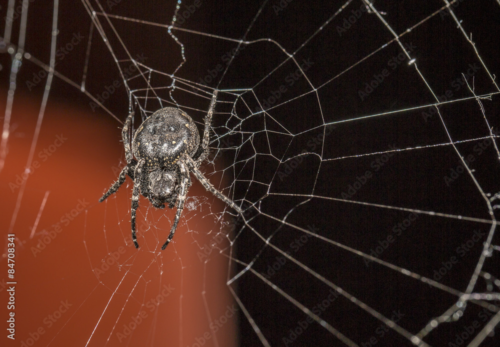 Obraz premium Spinne