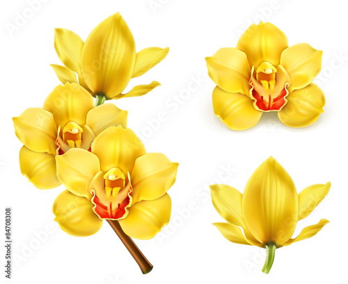 Fototapeta Naklejka Na Ścianę i Meble -  Orchid flowers, vector icon set