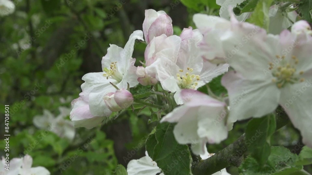 Apfelblüte Apfelblüte