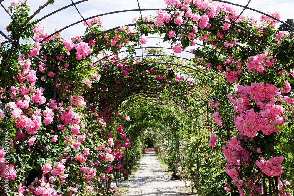 Fototapeta premium romantyczny spacer z różą