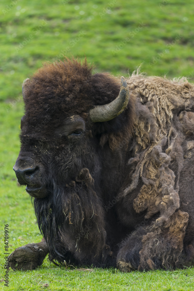 Bison d'Amérique du Nord (Bison bison) Bison d'Amérique du Nord (Bison bison)