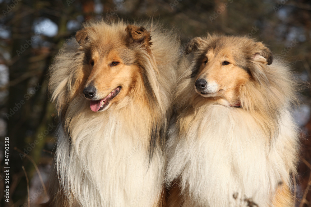 Two beautiful scotch collies in the forest