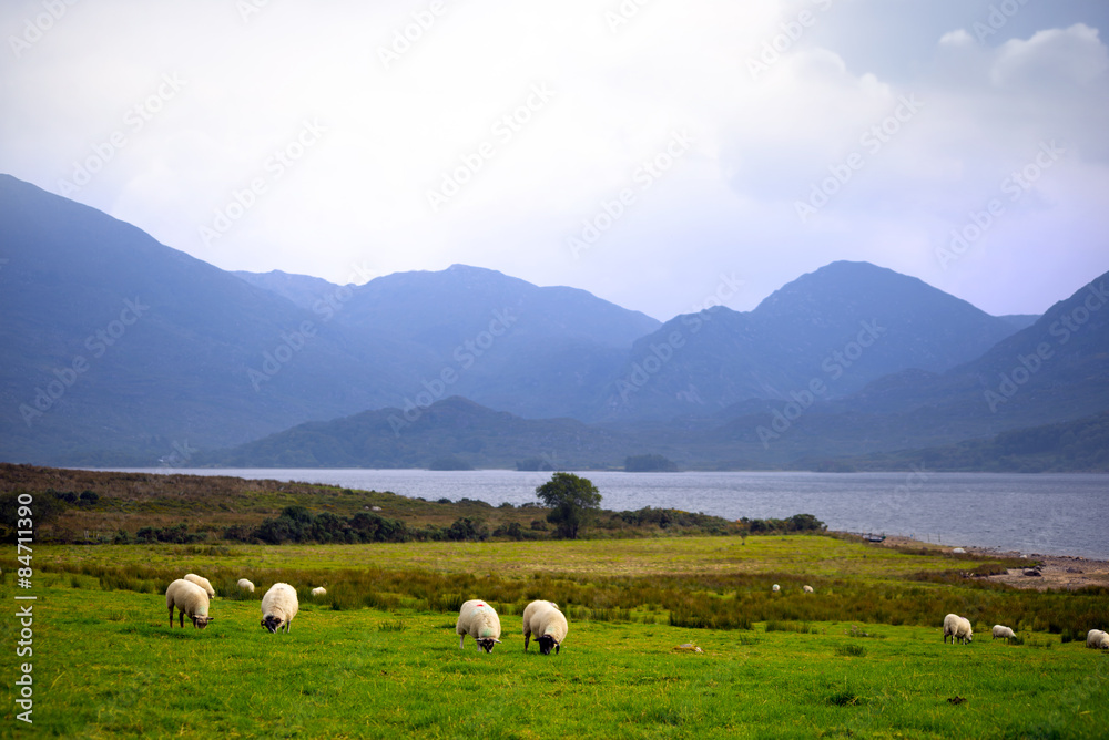 sheep and the mountains of kerry