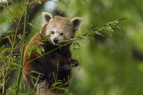 Fototapeta Naklejka Na Ścianę i Meble -  petit panda -  panda roux - panda fuligineux - panda éclatant (