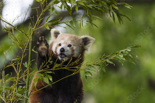 petit panda -  panda roux - panda fuligineux - panda éclatant ( photo