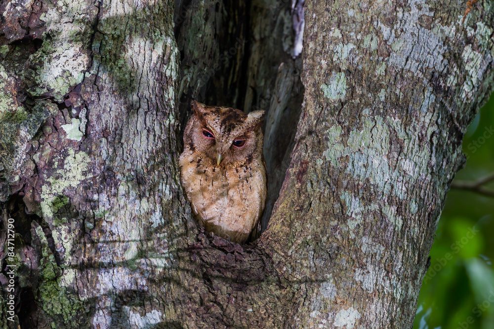 Obraz premium Close up of Collared scops owl (Otus lettia) 