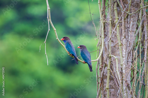 Couple of Dollar roller (Eurystomus orientalis) ational park,Thailand