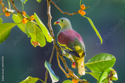 Portrait of Thick-billed Green Pigeon (Treron curvirostra)   photo