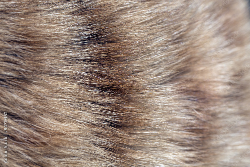 Fur of cat close up image for background. Bright red and orange natural fur of domestic cat macro Fur of cat close up image for background. Bright red and orange natural fur of domestic cat macro