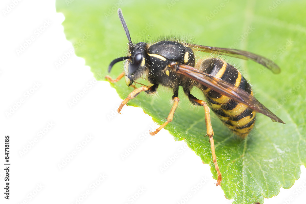 Wasp on leaf, white background with copy-space Wasp on leaf, white background with copy-space