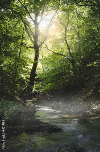 river through green forest in summer