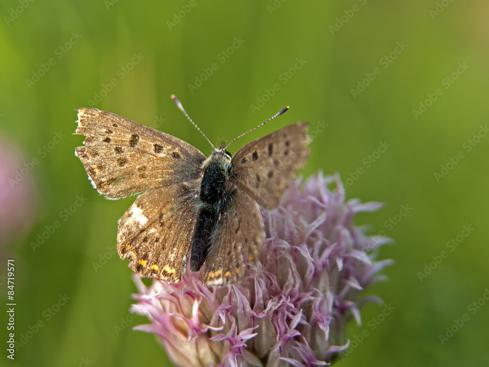 Motyl Motyl