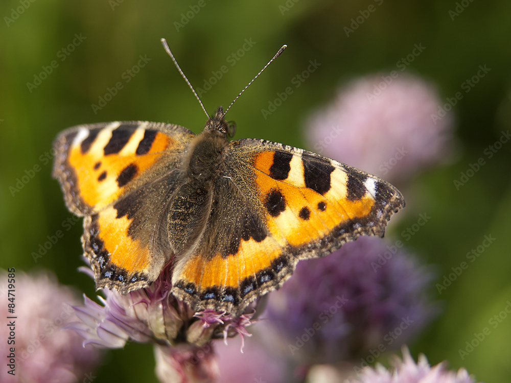 Obraz premium motyl