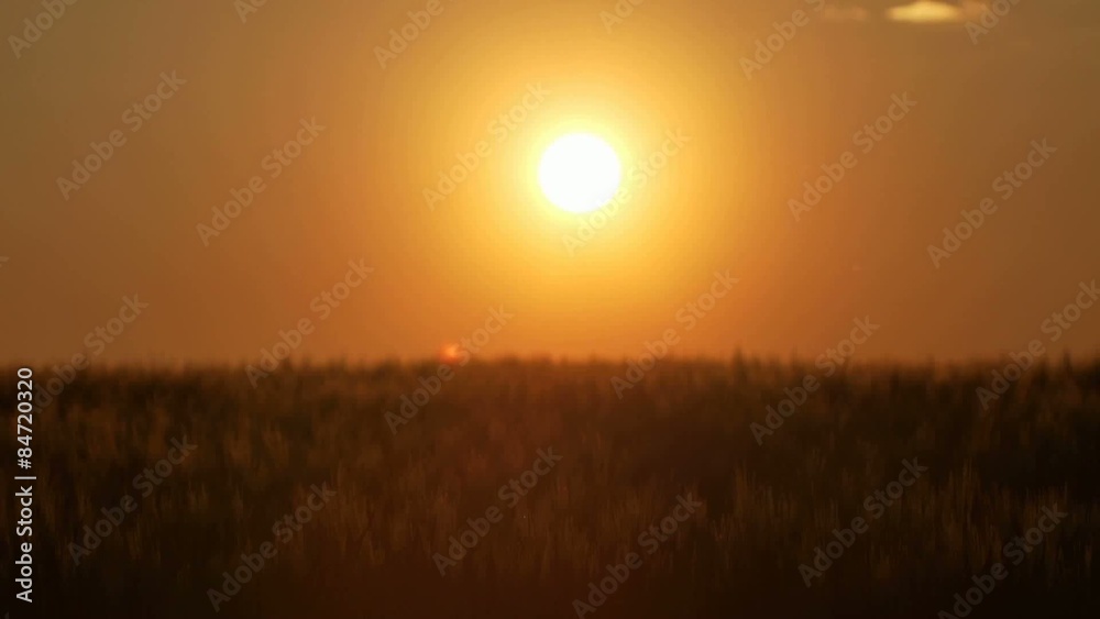 Kornfeld im Sonnenuntergang Kornfeld im Sonnenuntergang