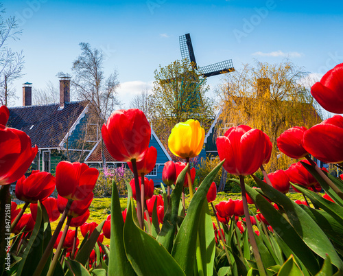 Fototapeta Naklejka Na Ścianę i Meble -  The famous Dutch windmills and authentic holland buildings.