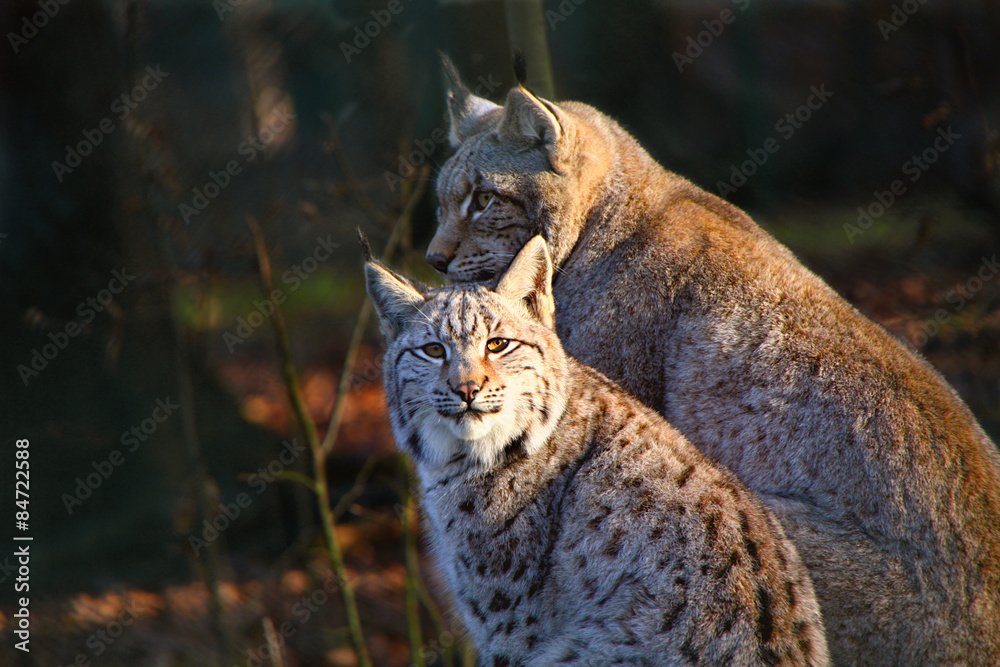 Fototapeta premium Young Lynx with the Mother