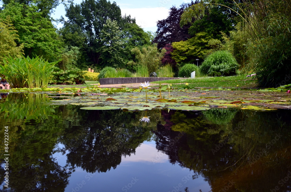 Seeosenteich im Botanischen Garten