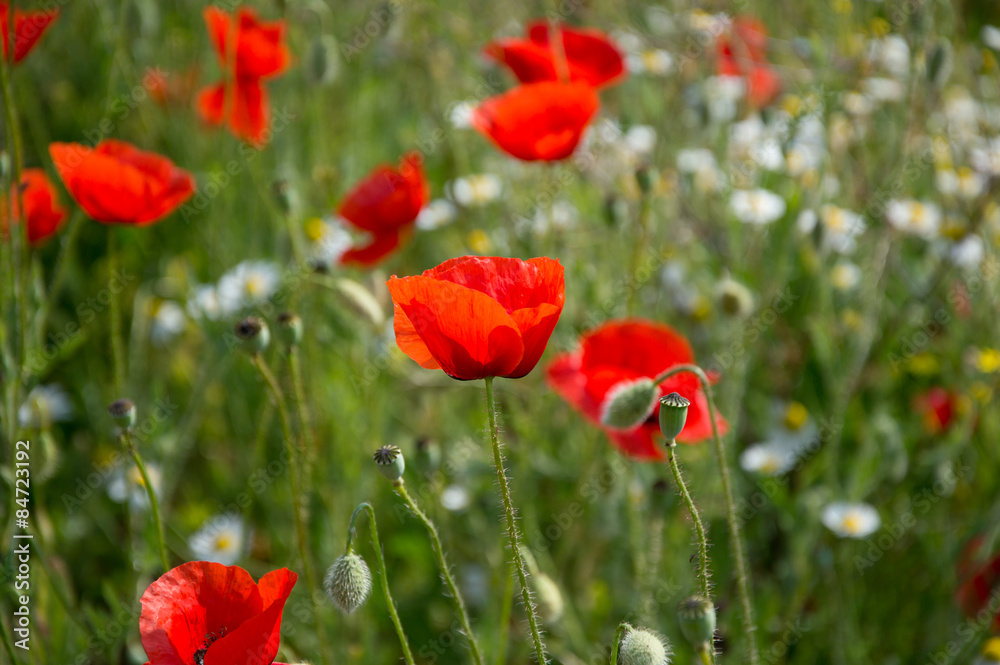 Poppy flowers Poppy flowers