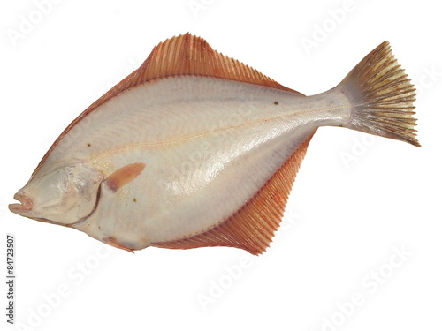 Obraz na płótnie big fish flounder