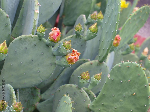 Prickly pear cactus
