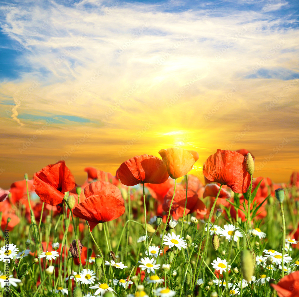 Fantastic landscape with poppies and daisies in a field in the s
