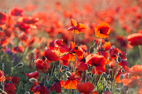 Fototapeta Naklejka Na Ścianę i Meble -  Poppies on sunset. Wild Flowers
