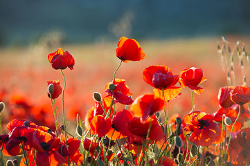 Crédence de cuisine Coquelicots Poppies on sunset. Wild Flowers    © darkfreya