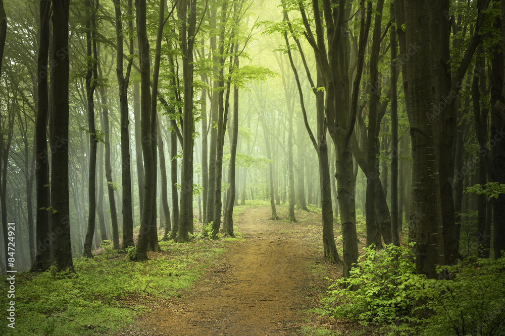 Trail in foggy forest