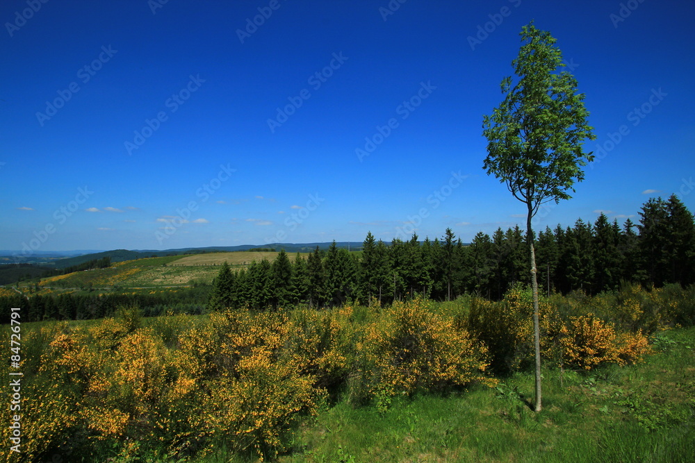 Obraz premium Hochsauerland