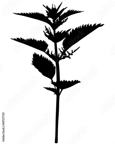 Silhouette nettle flower